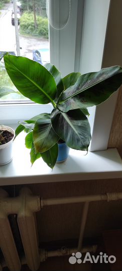 Банан комнатный Киевский карлик