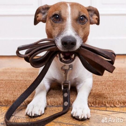 Выгульщик собак