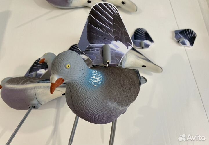 Махокрыл голубя