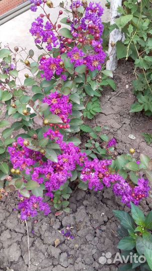 Лагерстремия