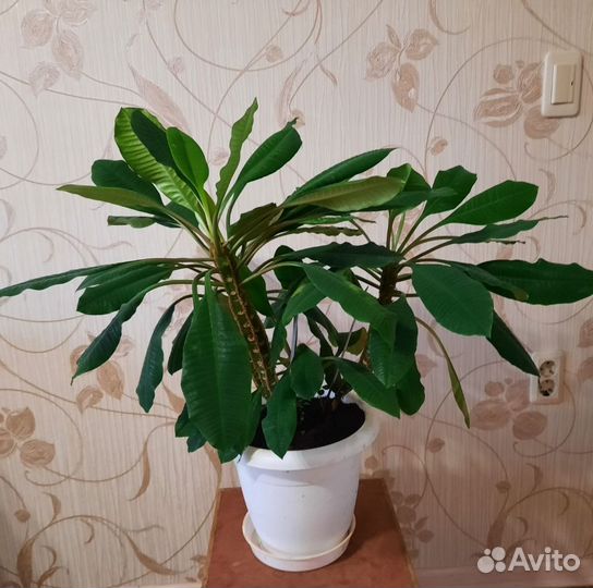 Молочай