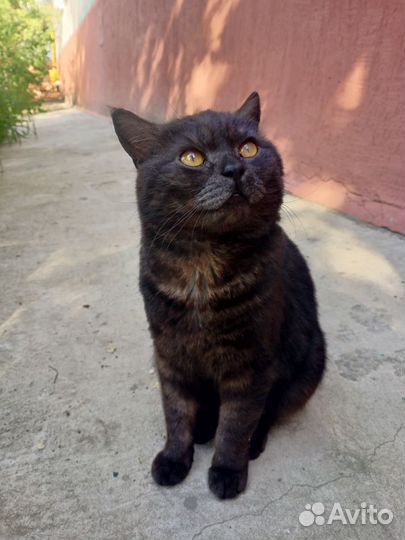 Кот ищет дом