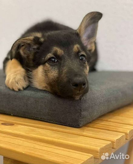 Щенки и собаки, помогу найти любимца