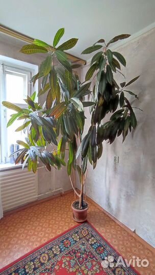 Комнатные цветы Кротон Кодеум большие