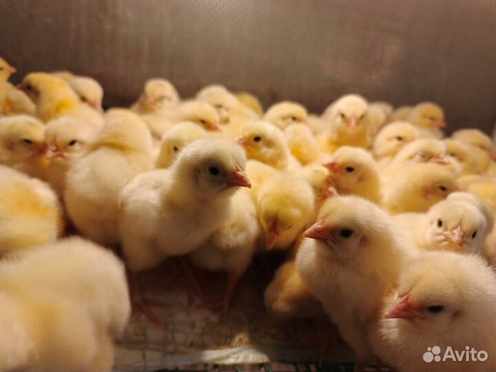 Цыплята бройлеры и все виды сх птиц