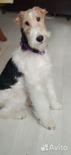 Фокстерьер для вязки