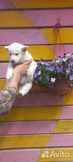 Белые волчата