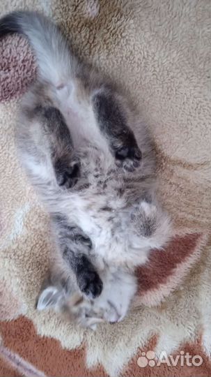 Котенок в дар бесплатно