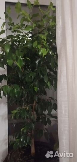 Фикус бенджамина
