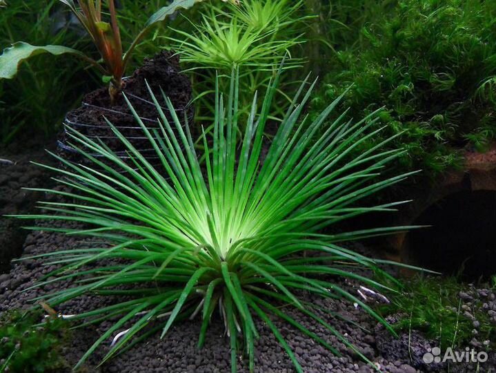 Эриокаулон синериум (Eriocaulon sp. 