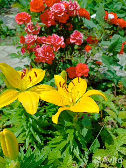 Лилии жёлтые, очень красивые