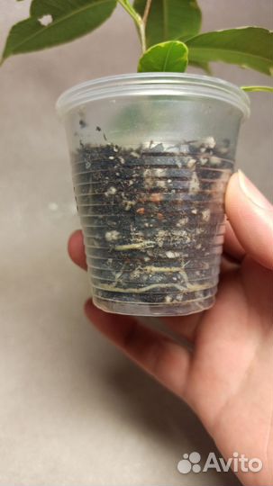 Фикус Бенджамина Николь