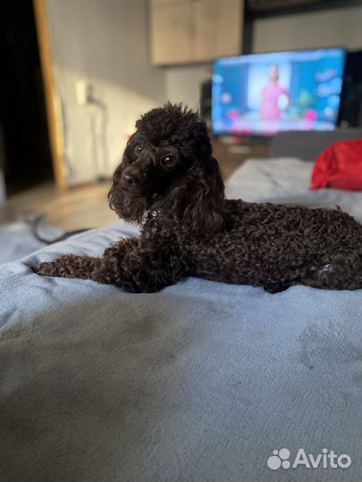 Той-пудель вязка