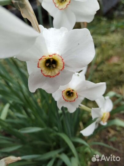 Нарциссы(бутоны+детки) диаметр куста25см, разные