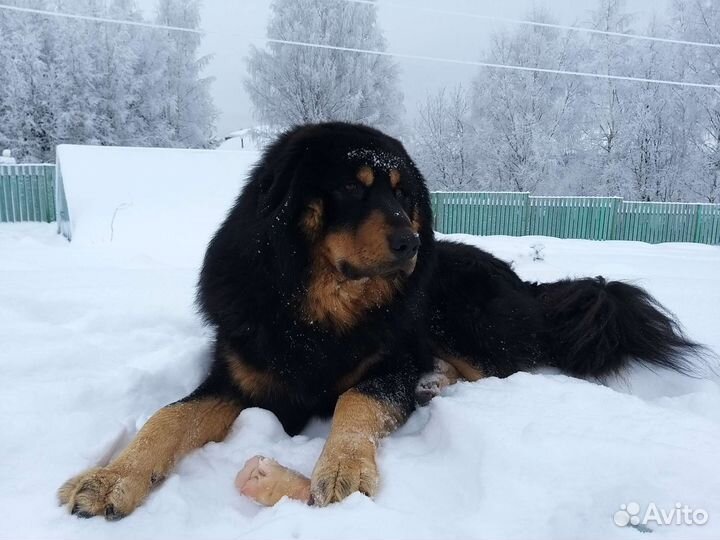 Вязка Монгол Банхар (Mongol banhar) чемпион