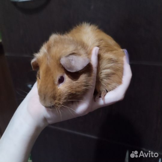 Морские Абиссинские свинки