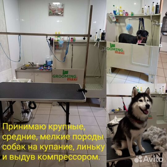 Груминг-Стрижка-Экспресс линька собак