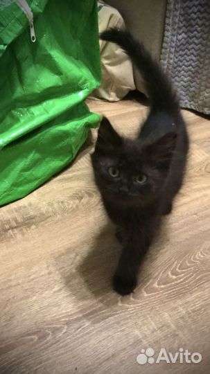 Котята в добрые руки даром