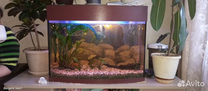 Аквариум