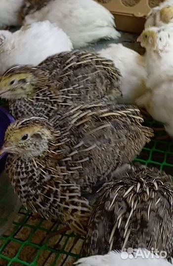 Перепел (самцы)