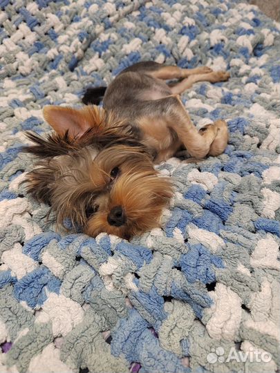 Йоркширский терьер