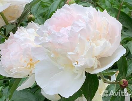 Флорист на подработку