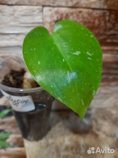 Монстера тайское созвездие