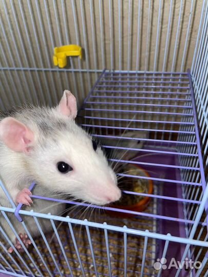 Крыски дамбо