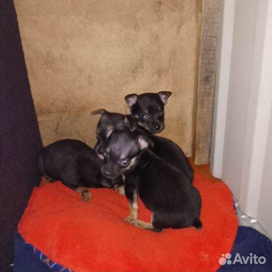 Той-терьер щенки