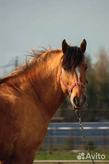 Лошадь в Аренду