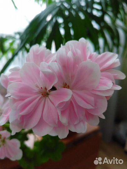 Пеларгония герань