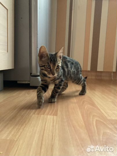 Бенгальский котик