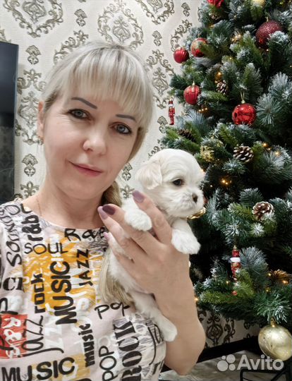 Мальчик мальтезе Корея