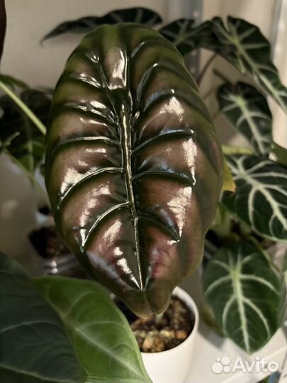 Алоказия клубни