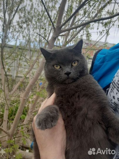 Кошка в дар бесплатно