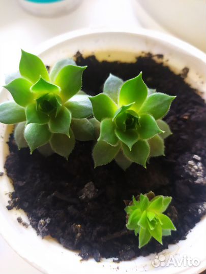 Денежное дерево. Молодило