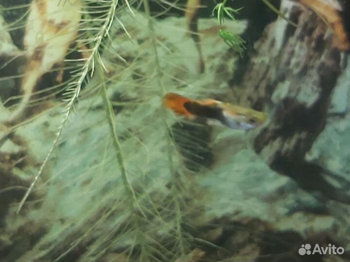Рыбки гуппи