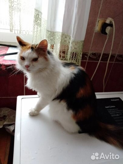 Кошка в дар