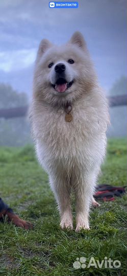 Щенки самоеда