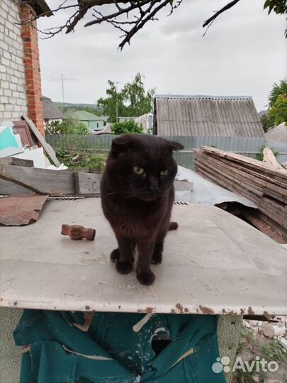 Вислоухий кот на улице