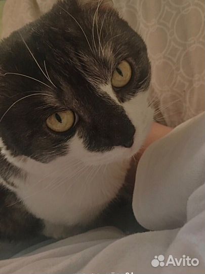 Отдам кота в добрые руки