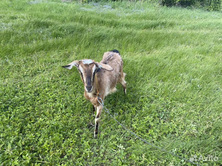 Нубийская коза