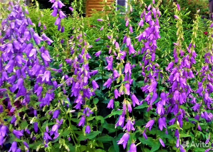 Садовые цветы и растения