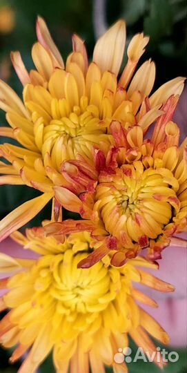 Хризантема в саду