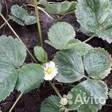 Клубника Альбион рем.(саженцы)