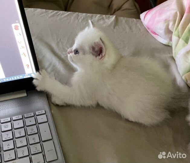 Шотландская