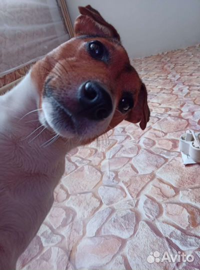 Вязка Джек Рассел терьер