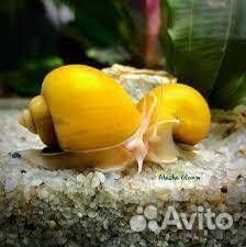 Улики ампулярии цена за шт