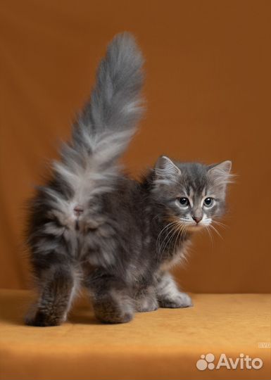 Сибирская кошка