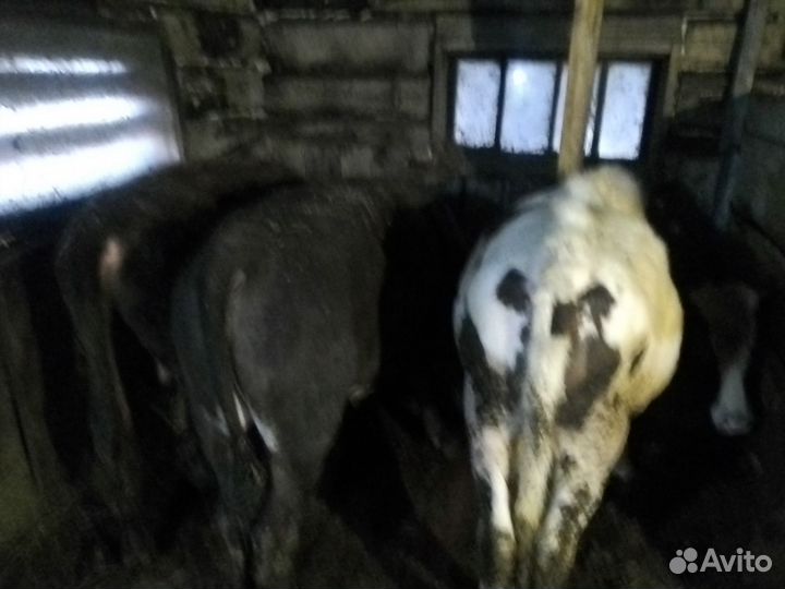 5 бычков и 2 телки